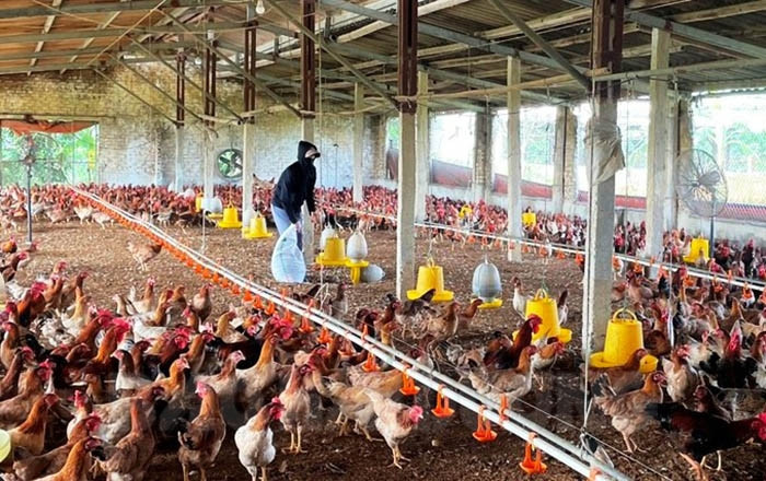 HTX Chăn nuôi gà thương phẩm xã Tân Việt: 24.000 con gà thịt đã quá lứa nhưng chưa thể tiêu thụ